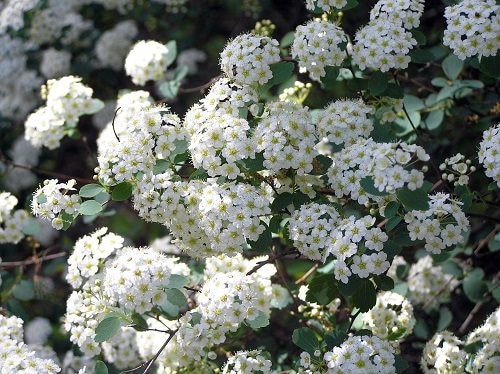 little Types of White Flowers