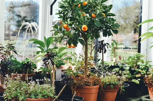 Fruits You Can Grow in Balcony 4
