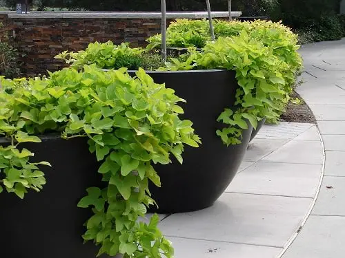 Best Trailing Foliage Plants 8