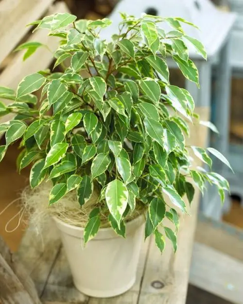 Most Oxygen Producing Houseplants 2