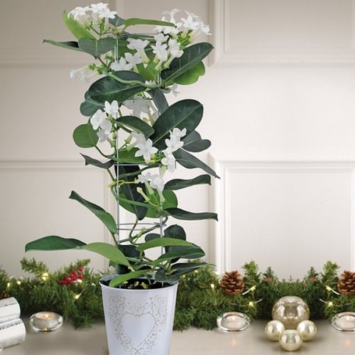Types of White Flowers 21