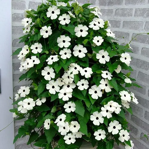 beautiful Vines with White Flowers