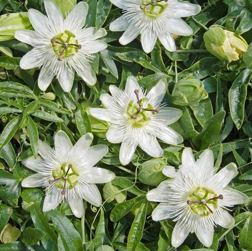 White-Flowered Vines for the Garden