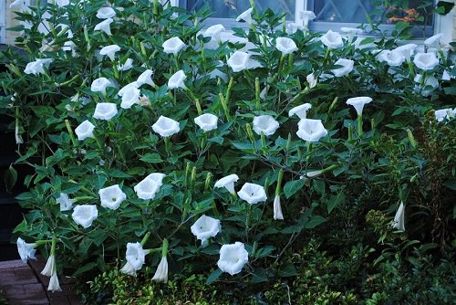 best White-Flowered Vines for the Garden