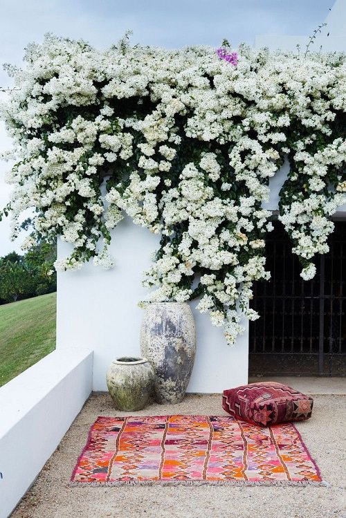 White-Flowered Vines for the balcony