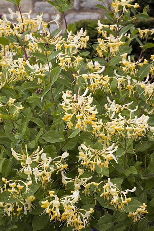 Garden Vines with White Flowers