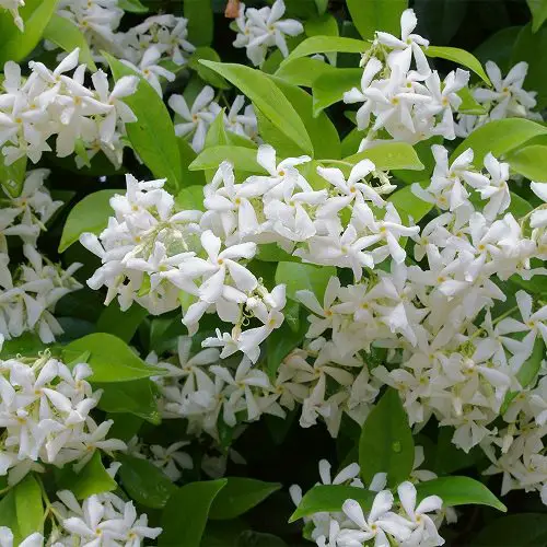 best Garden Vines with White Flowers