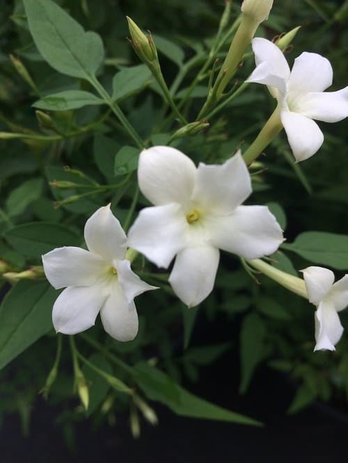 beautiful Garden Vines with White Flowers