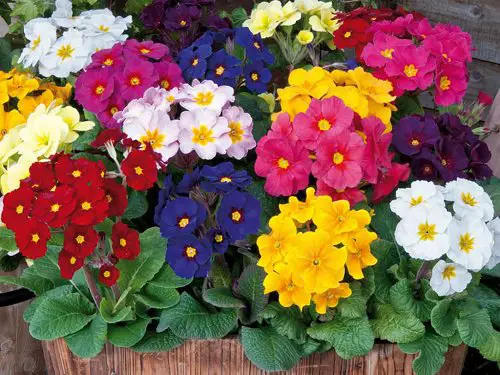 Best Happy Birthday Flowers 3