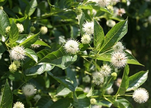 Types of White Flowers for garden