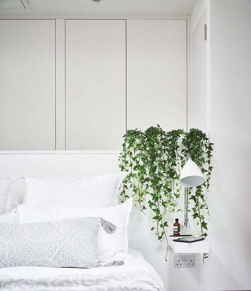 Most Popular Houseplants 4
