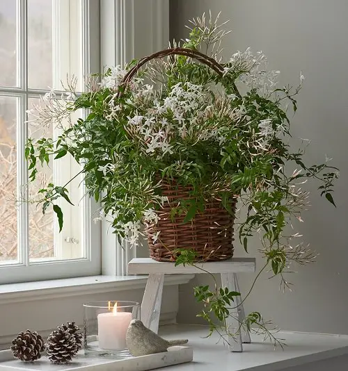 Plants for Anxiety and Depression 3