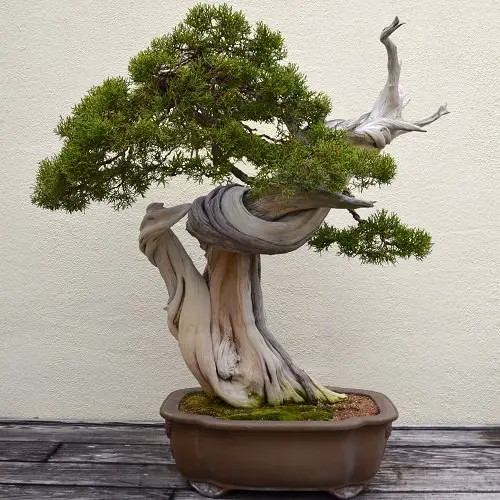 Best Indoor Bonsai Trees for Beginners 3