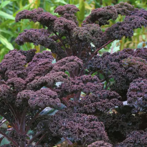 Best Types of Kale 3
