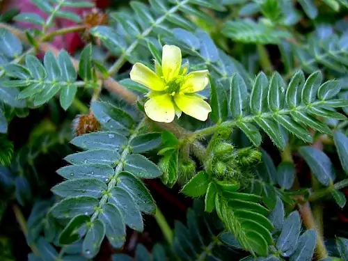 Herbs Every Man Should Grow 3