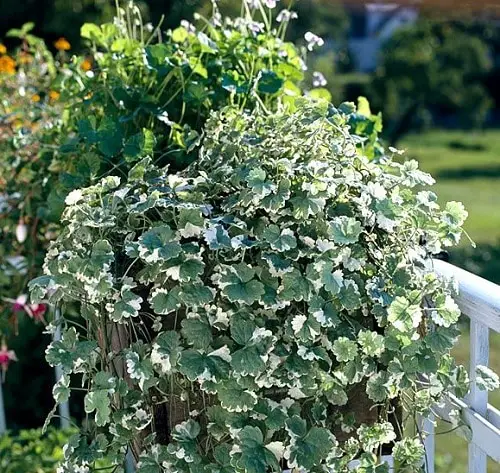 Trailing Foliage Plants 8