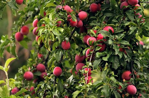 Fruits You Can Grow in Balcony 3