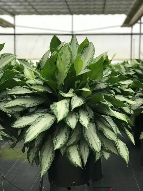 Best Aglaonema Varieties 3