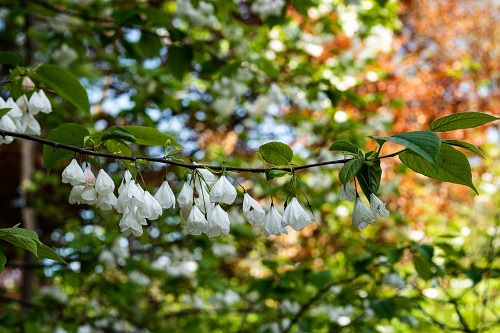 Best Types of White Flowers