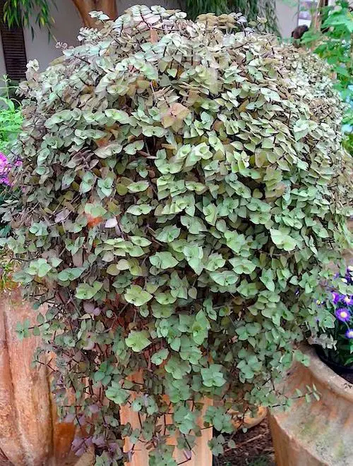 Trailing Foliage Plants 22