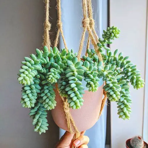 Best Trailing Foliage Plants 21