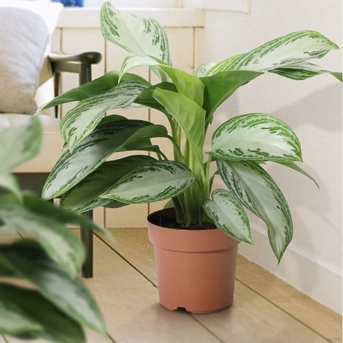 Best Aglaonema Varieties 4