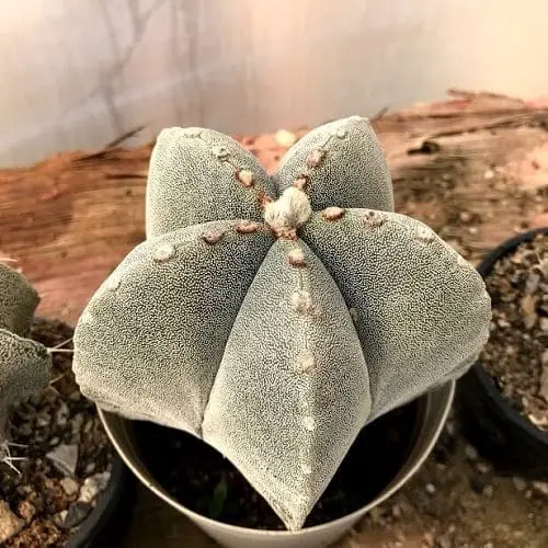 Best Indoor Cactus Plants 4