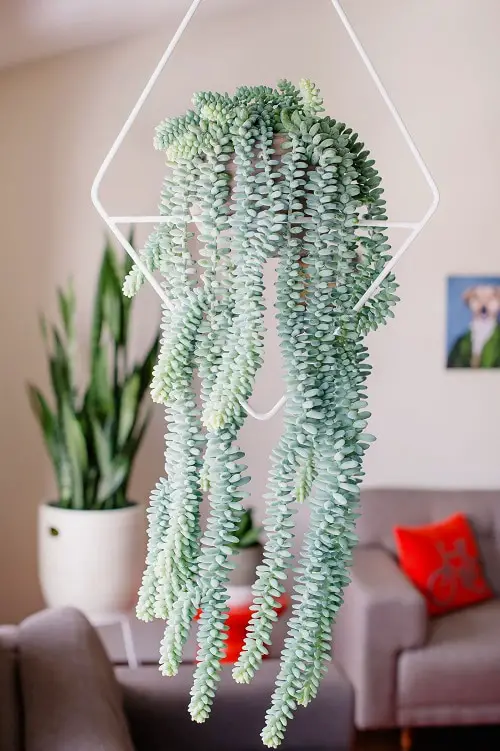 Top Hanging String Succulents
