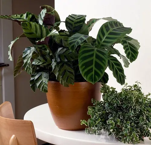 Most Popular Houseplants 5