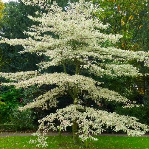 Types of White Flowers on tree