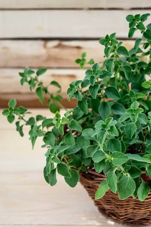 Best Herbs for Hanging Baskets 5