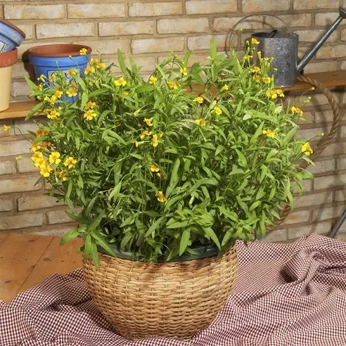 Types of Marigolds 5