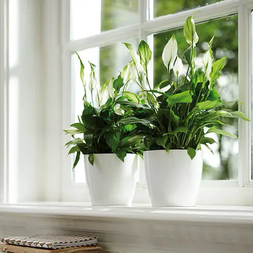 Good Luck Plants that Can Make You Lucky 4