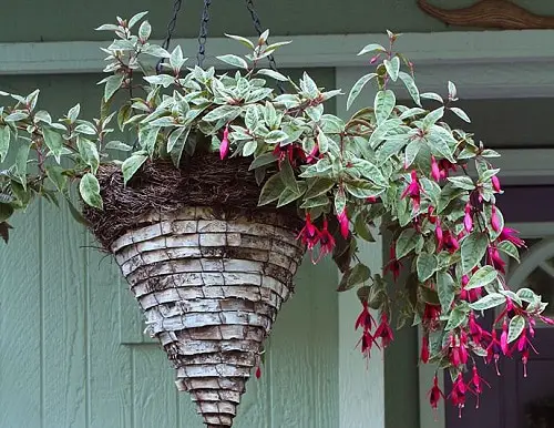 Trailing Foliage Plants 8