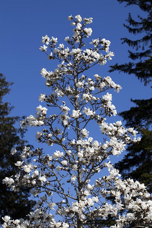 Top White Flower Types