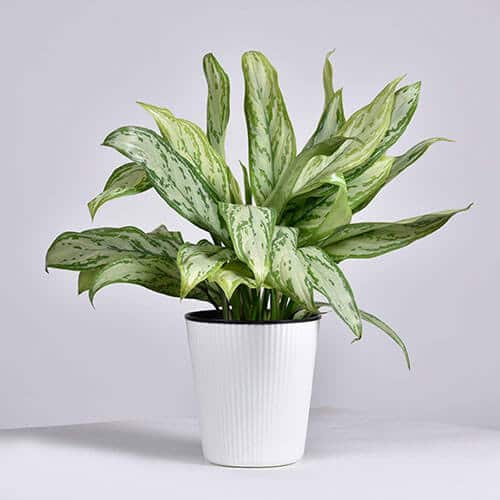 Aglaonema Varieties-Silver king 