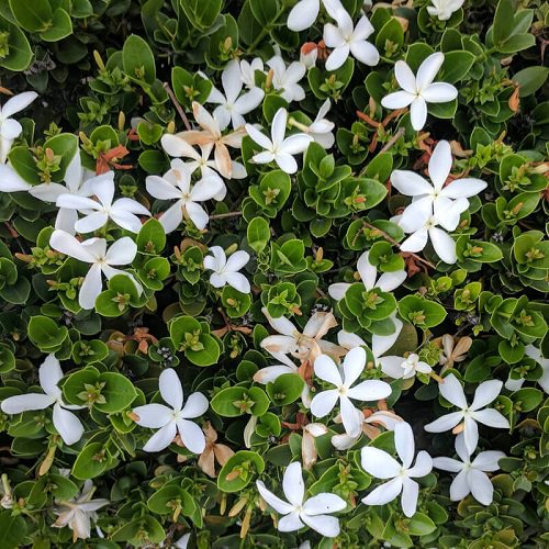 best Top White Flower Types