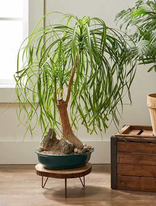 Best Indoor Bonsai Trees for Beginners 5