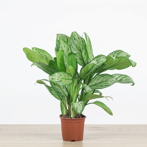 Best Aglaonema Varieties 6