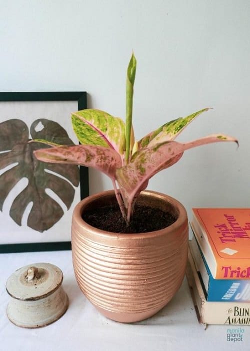 Aglaonema Varieties-Harlequin