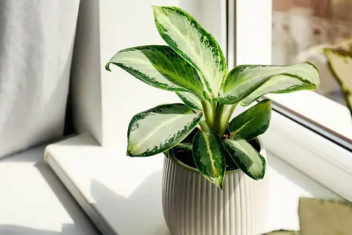 Aglaonema Varieties-White rajah