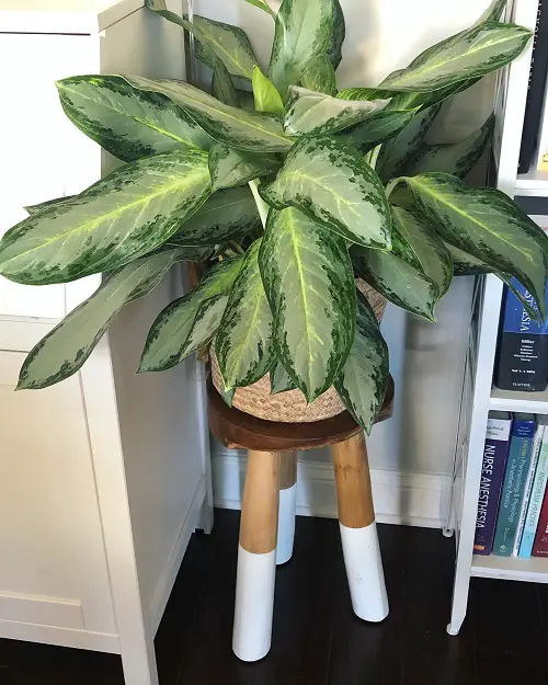Aglaonema Varieties-Golden Bay