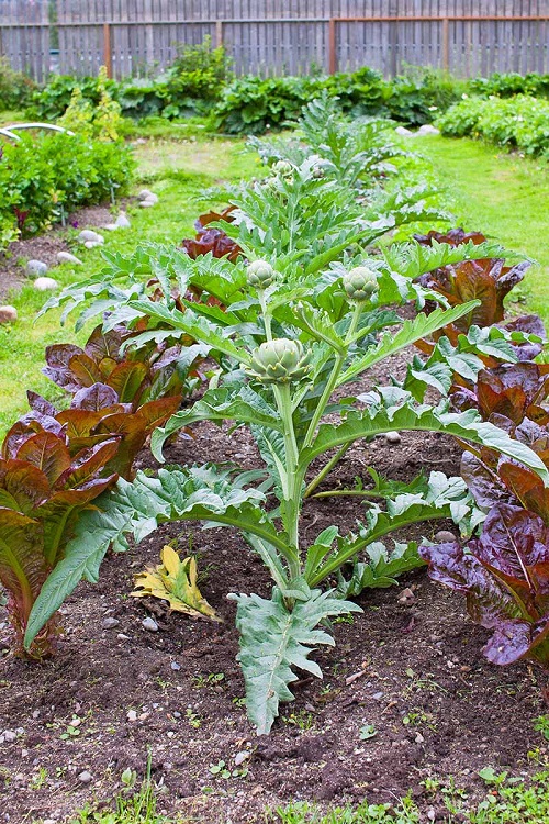 Top High-Protein Vegetables6