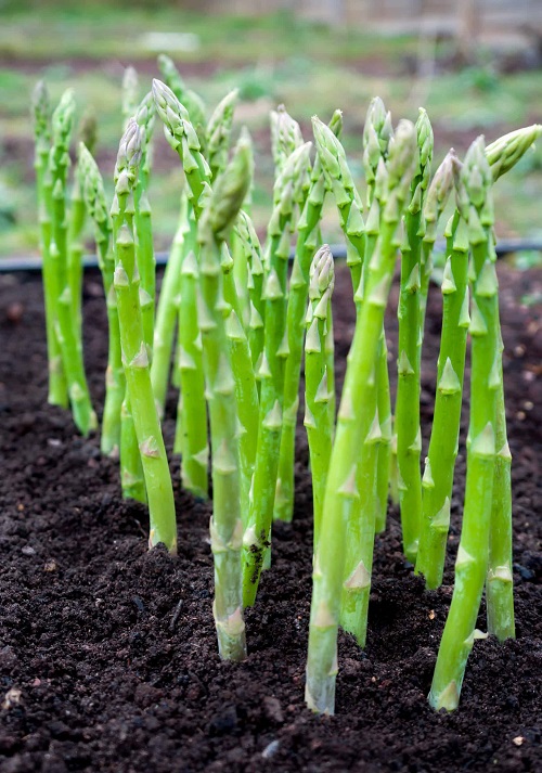 The Best Plants for February Vegetables 3