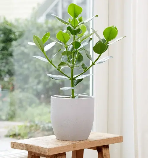 Autograph Tree Care Indoors 2