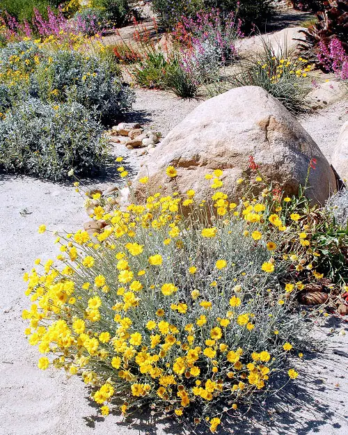 Best Varieties marigold type