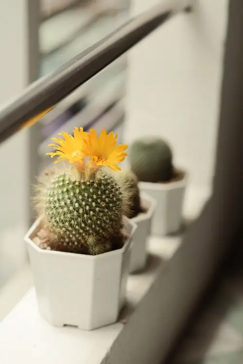 cacti for Gifting