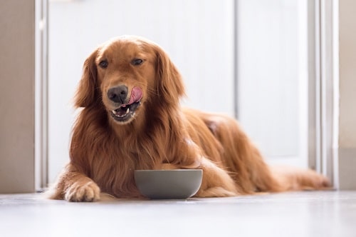 Harmful Effects of Cinnamon on Dogs