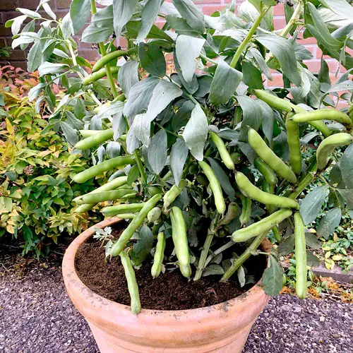 Top Vegetables with a Lot of Protein3