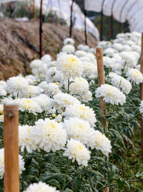 Beautiful Greek Flowers 